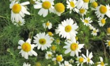 Nombre científico de la manzanilla