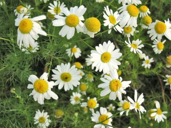 Nombre científico de la manzanilla