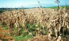 ¿Cómo afecta la lluvia ácida a los cultivos y plantas?