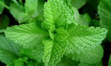 Nombre científico de la hierbabuena