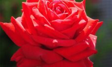 Nombre científico de la rosa