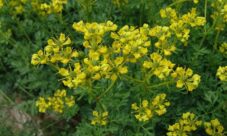 Nombre científico de la ruda