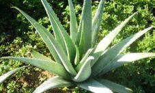 Nombre científico de la sábila