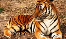 Nombre científico del tigre