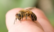 Pomada contra picadura de insectos