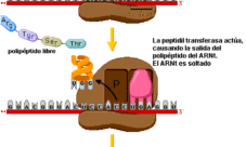 ¿Cómo se lleva a cabo la síntesis de proteínas?