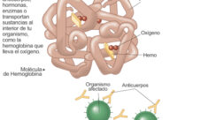 ¿Cuál es la importancia de las proteínas?