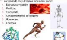 ¿Cuál es la función de las proteínas en el organismo?