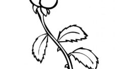 Dibujos de rosas para colorear