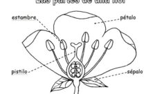 Flores para colorear con sus partes