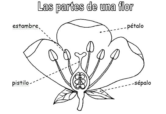 Flores para colorear con sus partes