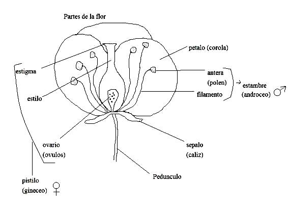 Flores para colorear con sus partes