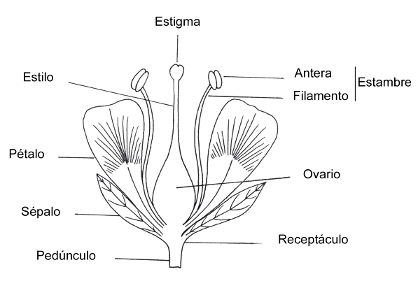 Flores para colorear con sus partes
