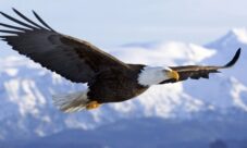 Nombre científico del águila