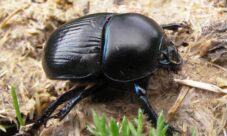 Nombre científico del escarabajo