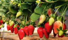 Nombre científico de la fresa