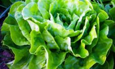 Nombre científico la lechuga