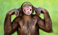 Nombre científico del mono