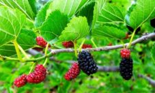 Nombre científico de la mora