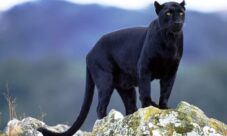 Nombre científico de la pantera