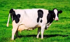 Nombre científico de la vaca