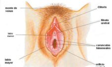 Aparato reproductor externo femenino