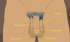 Aparato reproductor externo masculino