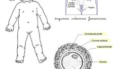 Aparato reproductor femenino para niños