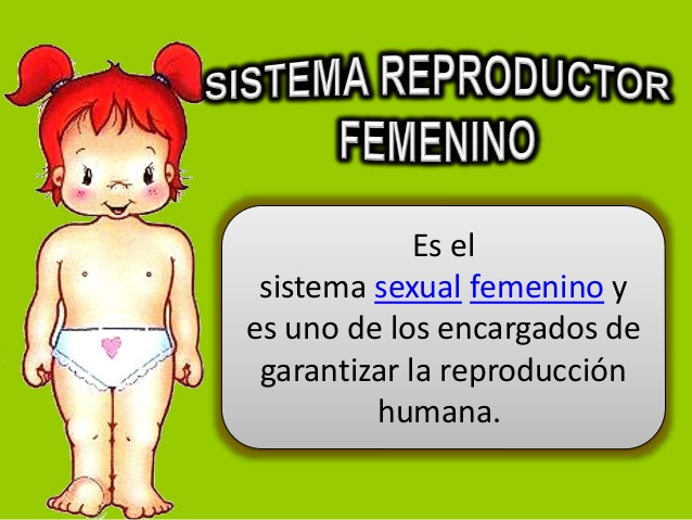 Aparato reproductor femenino para niños