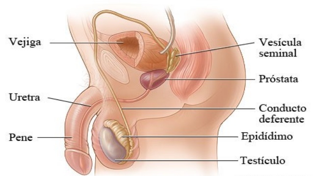 Aparato reproductor interno masculino