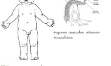 Aparato reproductor masculino para niños
