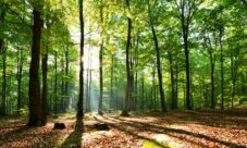 Importancia de cuidar los recursos naturales