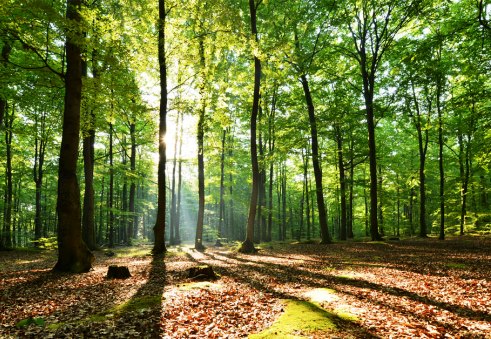 Importancia de cuidar los recursos naturales