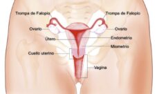 Importancia de la higiene del aparato reproductor femenino