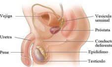 Importancia de la higiene del aparato reproductor masculino