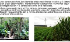 ¿Qué es el manejo sostenible de los recursos naturales?