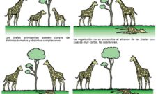 ¿Cuándo se da la selección natural?