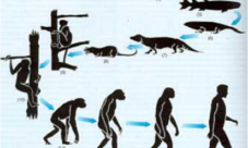 ¿Cuál es la evolución de las especies?