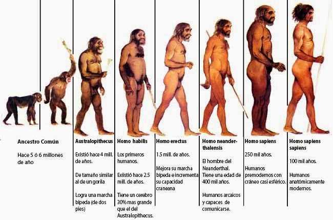 ¿Cómo fue la evolución del hombre según la teoría evolucionista?