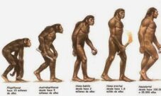 ¿Cómo fue la evolución del hombre según la teoría evolucionista?