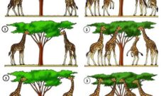 ¿Por qué es importante la evolución de las especies?