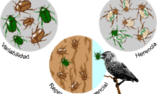 ¿Cuáles son los mecanismos de la evolución?