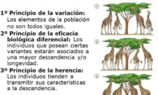 ¿Qué es la selección natural?