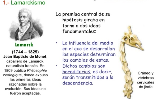 ¿Cuáles son las teorías evolutivas?