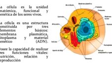 ¿Cómo está conformada la célula?