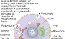 ¿Cómo se alimentan las células?