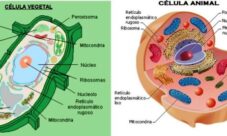 Diferencias entre células animales y vegetales
