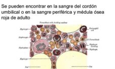 ¿En dónde se encuentran las células madre?