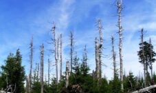 Efectos de la lluvia ácida en el medio ambiente