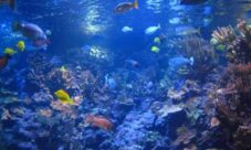 Fauna y flora del Océano Atlántico